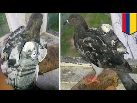 Phone-smuggling pigeon: Bird caught sneaking cellphone, USB into Colombian prison - TomoNews