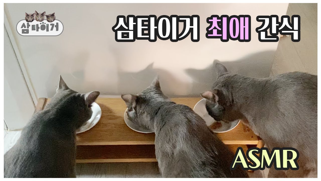 삼타이거가 가장 좋아하는 간식! (츄르 대체품) 