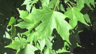 Legacy Sugar Maple For Sale Online $1.80