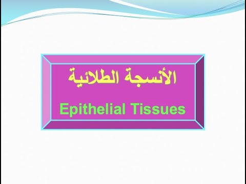 الأنسجة الحيوانية 1 الأنسجة الطلائية