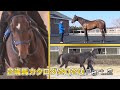 【POG】2歳馬カタログ2020 Part.2 / JRA-VAN[公式]