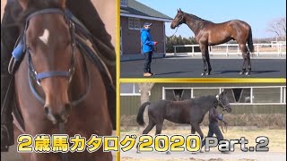 【POG】2歳馬カタログ2020 Part.2 / JRA-VAN[公式]