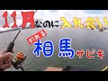 【釣り】この時期釣れないはずの魚がウヨウヨ！相馬サビキ凄い！