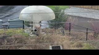 Finches At A Bird Feeder