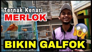 KUPAS HABISSS..!! Peternak Kenari Merlok Sangat Menarik