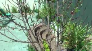 Celebrity Why the Peach Tree Dropping Leave Net Worth