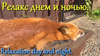 Алиса лиса. Дневной и ночной отдых (Day and night vacations).