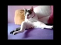 Funny Cat - Pussy sitting on Bed