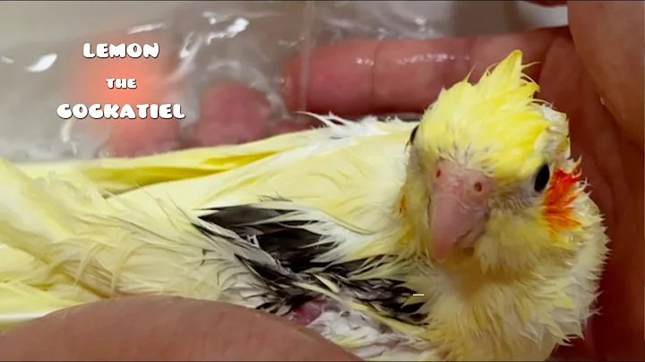 Cutest Moments of the Happy Cockatiel Lemon in 2022