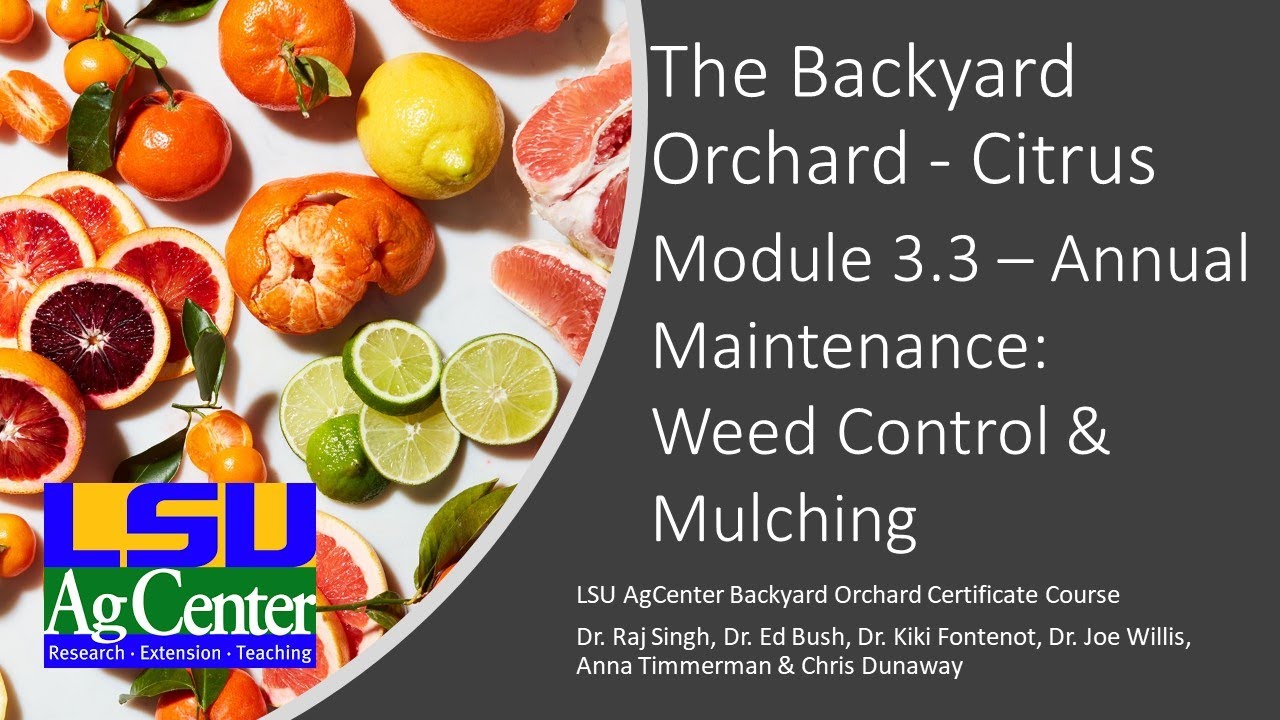 Citrus - Module 3.3  Weed Control & Mulching