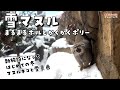 【マヌルネコ】雪マヌル まるまるボルとかくかくポリー / Pallas's Cat in the Snow