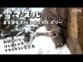 【マヌルネコ】雪マヌル　まるまるボルとかくかくポリー / Pallas's Cat in the Snow