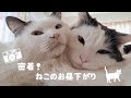 【ASMR】誰でも身近に猫を感じられる🐱癒し効果抜群の日常風景【音フェチ】
