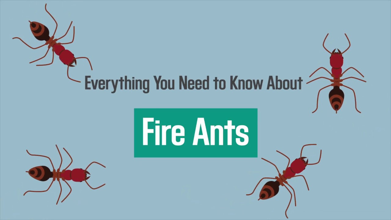 Can Ant Bites Itch For Weeks?