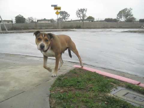 Stray Dog Chronicles: A Final (?) Encounter for 2009