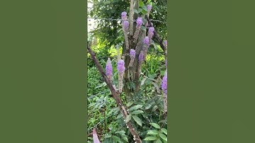 Hầu vĩ tóc có khả năng hình thànhtái sinh xương sụn, tốt cho những người mắc bệnh xương khớp#shorts