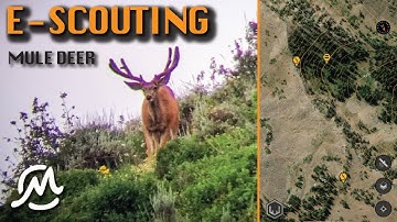 DIGITAL SCOUTING FOR MULE DEER