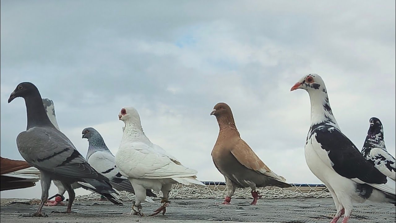 روحت 3 طيور من الحمام 😱