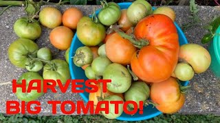 TOMATO HARVEST! 🍅 So FRESH So GOOD!