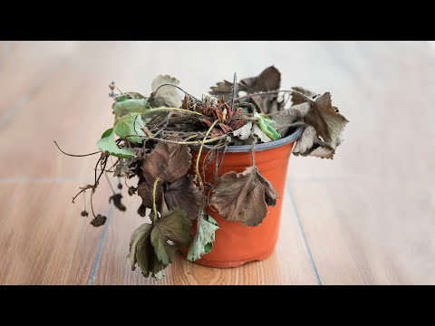 Vídeo: Por que minhas plantas de ar continuam morrendo - dicas sobre como reviver uma planta de ar