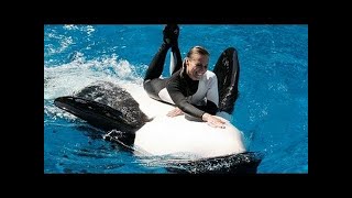 SeaWorld Trainers in the Water with Killer Whales!!!
