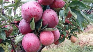 Shimla Apples Farm | Apple Orchard of Shimla India 2019 | Apple Picking and Marketing | सेब का बगीचा Shimla Apples Farm | Apple Orchard of Shimla India 2019 | Apple Picking and Marketing | सेब का बगीचा