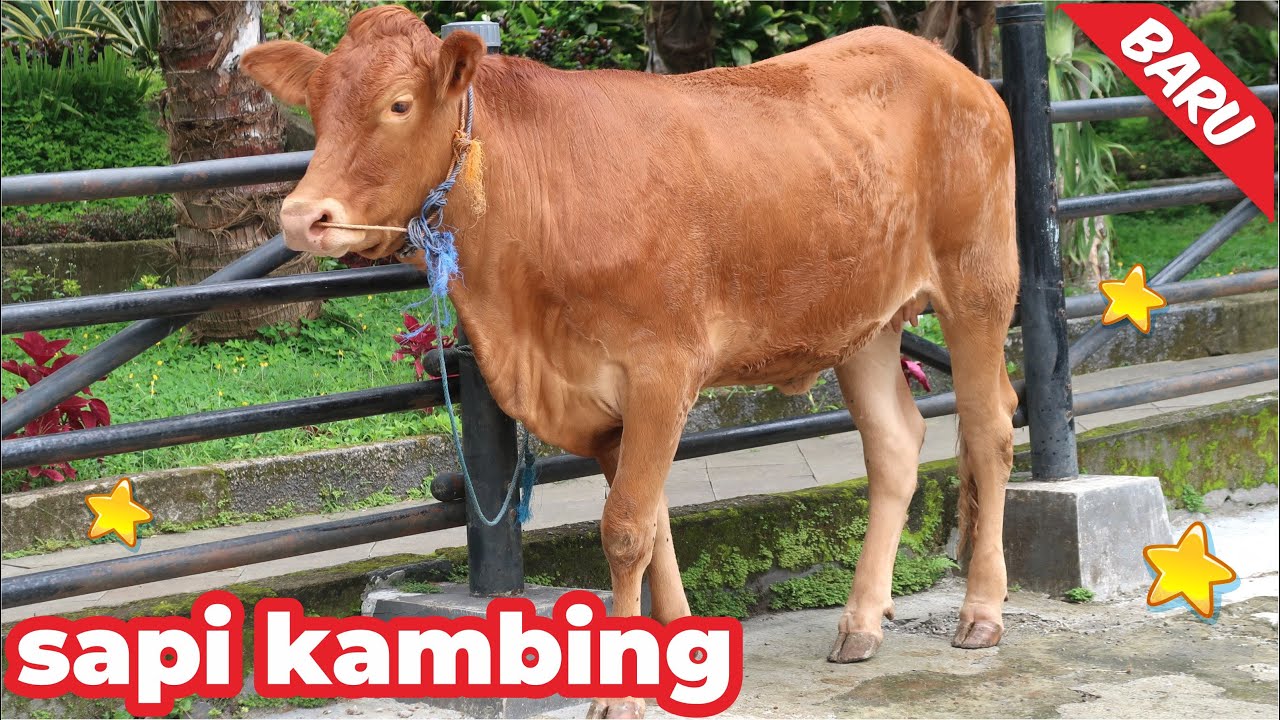 Lucu‼️Sapi kurban di taikin ngamuk lah#short #lucu #tiktok Mooooo ...