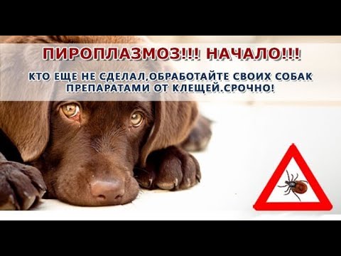 Собаку укусил клещ. Бабезиоз. Пироплазмоз.