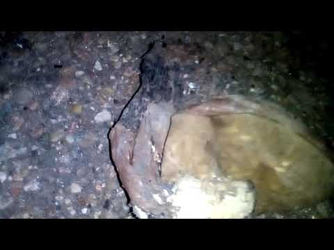 Bootie pulp
