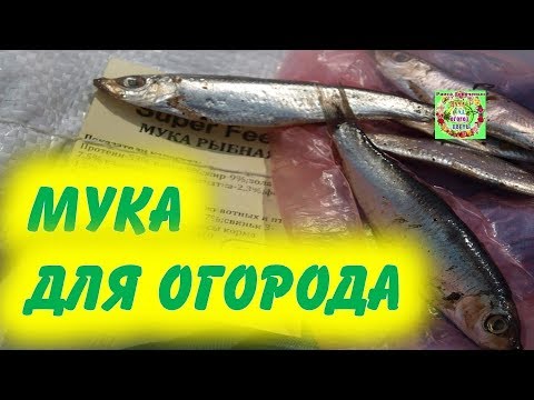 Видео: Хөдөөгийн цэцэг: шинэхэн цэцэрлэгчдэд юу сонгох вэ