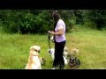Off leash Recall Assorted Breeds and Deaf Dog Training Dogtra E Collar Pager Off leash Recall Assorted Breeds and Deaf Dog Training Dogtra E Collar Pager