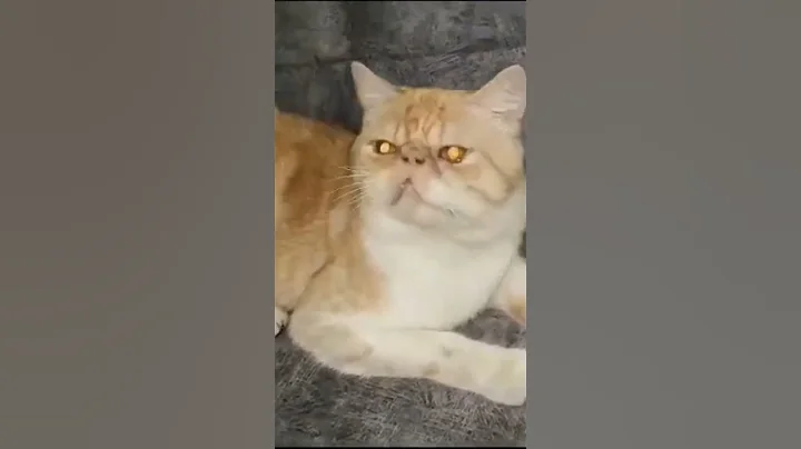 Watch the video about Extrim punch short hair kitten