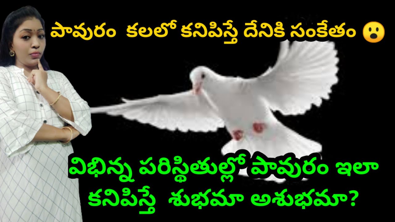 పావురం కలలో కనిపిస్తేpigeon dreams meaning in Telugupavuram kalalo