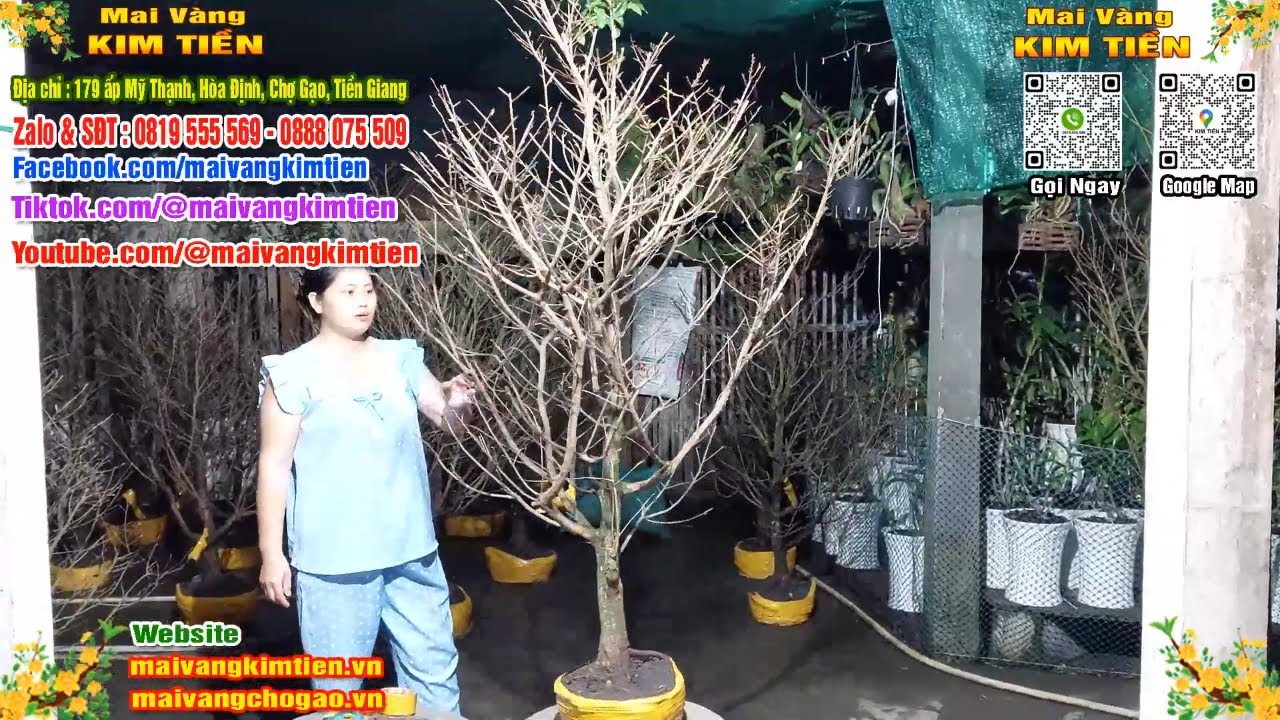 Phôi Mai Thủ Đức Giá Rẻ Bao Ship Bao Sống Toàn Quốc - Mai Vàng Kim Tiền Chợ Gạo