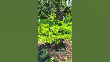 Tùng kim cương form tán tứ diện. Cây giao lưu cùng ace đam mê.