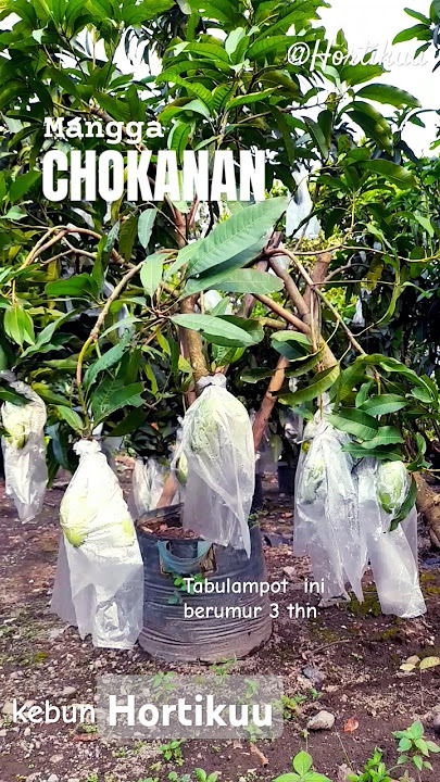Tabulampot Mangga CHOKANAN #shortsfeed #berkebun #jualbibitbuah #tabulampot #mangga #tanam #buah