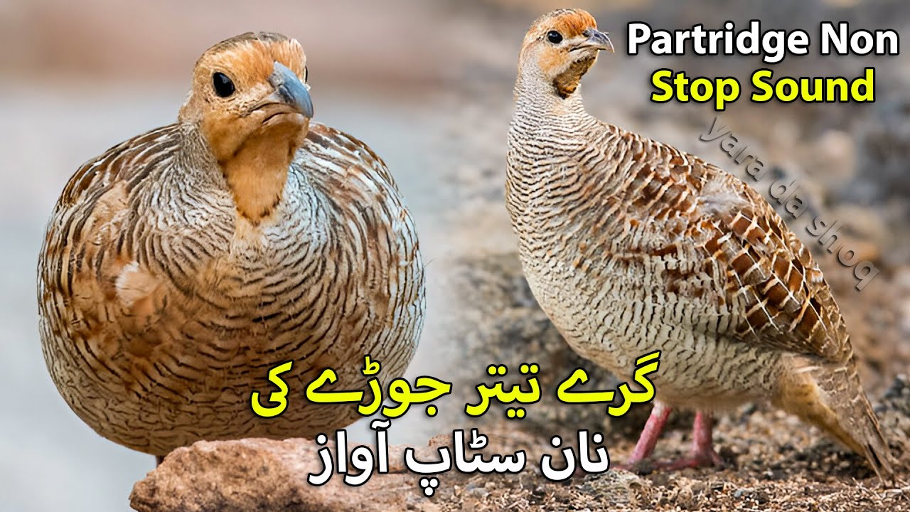 Teetar Hunting Sound in Jungle | Female Grey Partridge Calling Sound | Grey Francolin Hunting Sound