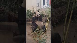 Friend Shape❤️ #vienna #shorts #zoo #panda #china #europe #eating