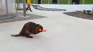 Бобер несет морковь для бобрят. Beaver carries carrots for beavers