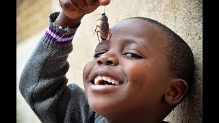 Can Eating Insects Save the World   BBC