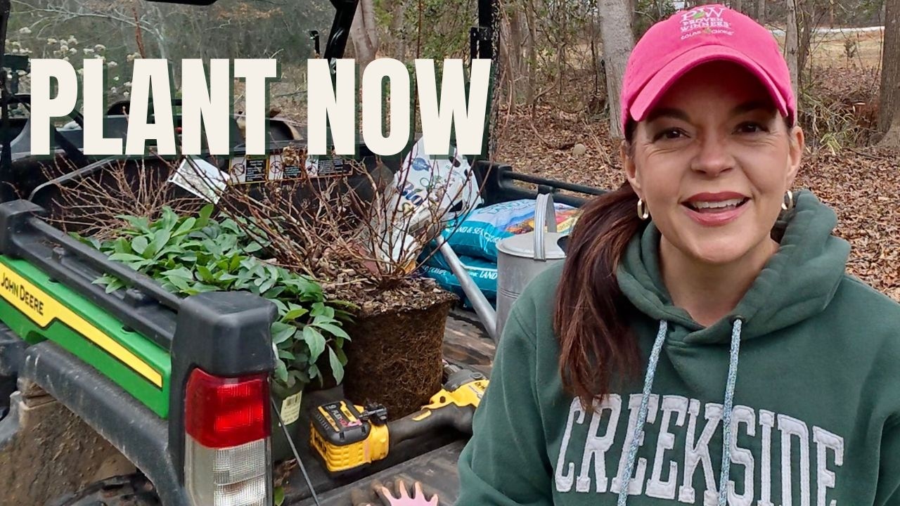 The Perfect Time to Plant Shrubs in the South (What I’m Planting Now)