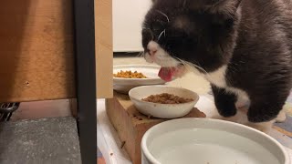 ぴちゃぴちゃ音立て飯を食う