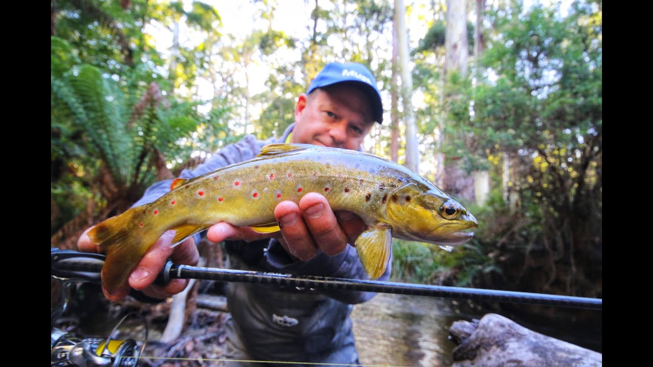 Exploring the Upper Yarra for trout YouTube