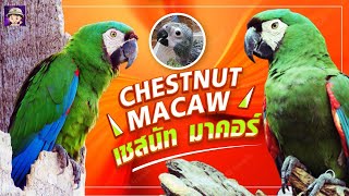 นกแก้วเชสนัทมาคอร์ รู้ก่อนเลี้ยง Chestnut-fronted macaw