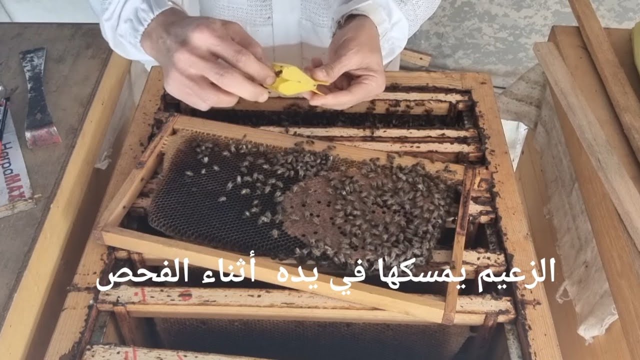 طريقة دعم خلية ضعيفة بنحل حاضن . نظام أبوسلمان في المغرب.