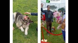 La Jolla Mutt Strut La Jolla Mutt Strut