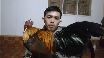 วิทีเลือกไก่ต่อหมาน เลือกยังไงและดูอะไรบ้างคริปนี้ความรู้เนั้นๆ แต่ละท้องถิ่นก็ดูไม่เหมือนกันครับ