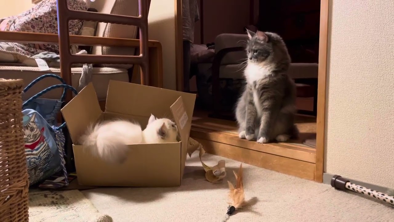 猫のカンパネルラとデシャン