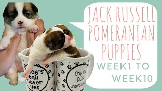 Jack Russell Puppies Week 1 to 10   Jack Russell Pomeranian Puppies