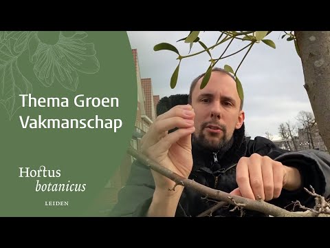 Video: Maretak binnen kweken - Kun je je eigen maretakplant kweken